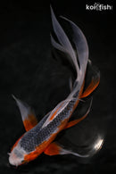 9.25" ASAGI BUTTERFLY
