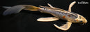 9.5" BENI KIKOKURYU BUTTERFLY