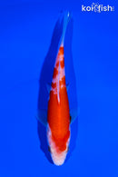 5.75" KOHAKU
