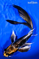 9.75" BENI KIKOKURYU BUTTERFLY