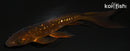 5.25" GINRIN DOITSU CHAGOI BUTTERFLY
