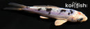4.25" DOITSU GIN SHIRO BEKKO