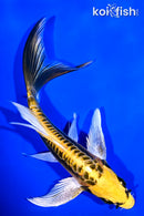 7.25" KIN KIKOKURYU BUTTERFLY