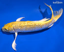 8.5" GINRIN YAMABUKI OGON BUTTERFLY