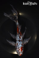 8.25" SHUBUNKIN GOLDFISH