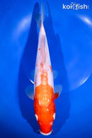 11.25" DOITSU KOHAKU