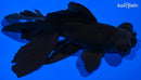 5.75" TELESCOPE FANTAIL GOLDFISH