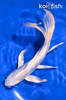 8.25" DOITSU PLATINUM OGON BUTTERFLY