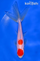 5.5" WAKIN GOLDFISH