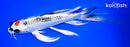 7.75" TANCHO KUJAKU BUTTERFLY