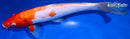 11.25" DOITSU KOHAKU