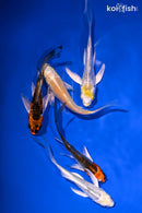 PACK OF (5) 4-4.5" BUTTERFLY KOI