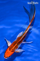 7.75" KUJAKU BUTTERFLY