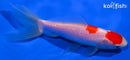 5.5" WAKIN GOLDFISH