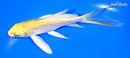 5.5" GINRIN YAMABUKI OGON BUTTERFLY