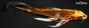 9.75" KUJAKU BUTTERFLY