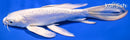 8.25" DOITSU PLATINUM OGON BUTTERFLY
