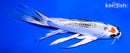 7.75" TANCHO KUJAKU BUTTERFLY