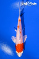 5.25" HARIWAKE
