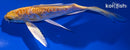 5.5" DOITSU YAMABUKI OGON BUTTERFLY