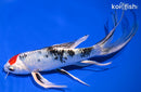 8.75" TANCHO YAMATO NISHIKI BUTTERFLY
