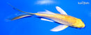 5.5" GINRIN YAMABUKI OGON BUTTERFLY