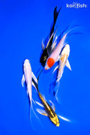 PACK OF (5) 4-5" BUTTERFLY KOI