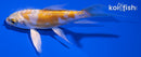 4.5" DOITSU LEMON HARIWAKE BUTTERFLY