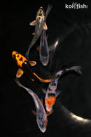 PACK OF (5) 3.5-4.5" STANDARD KOI