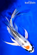 7.75" TANCHO KUJAKU BUTTERFLY