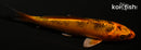 5" KIN ORENJI BEKKO