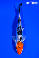 5.75" HEISEI NISHIKI