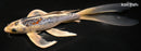 9.5" BENI KIKOKURYU BUTTERFLY