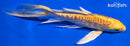 5.5" DOITSU YAMABUKI OGON BUTTERFLY