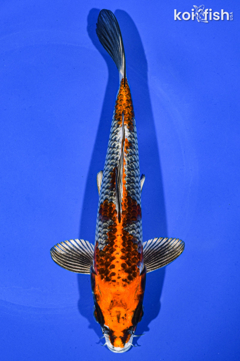 7" KUJAKU
