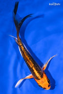 5.25" BENI KIKOKURYU BUTTERFLY