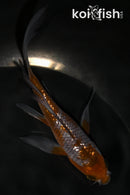 5.25" GINRIN OCHIBA SHIGURE BUTTERFLY