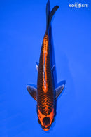7" BENI GINGA