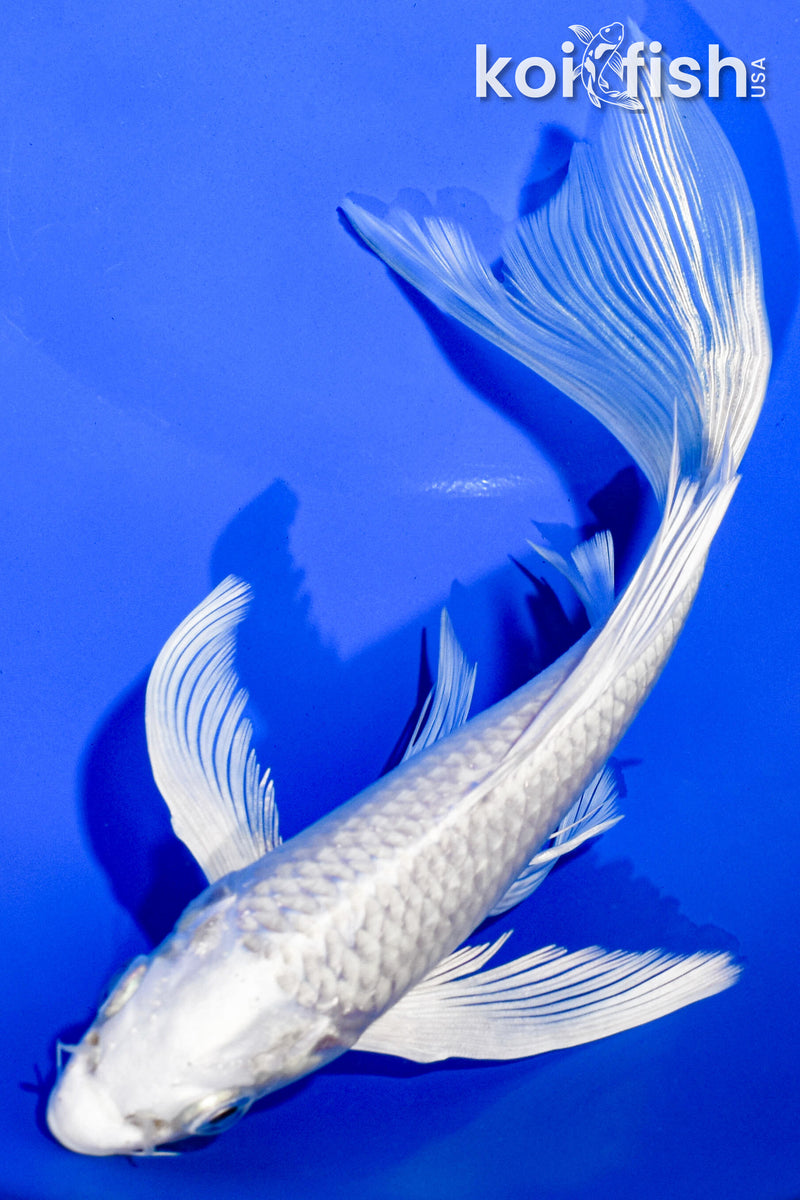 7" PLATINUM OGON BUTTERFLY