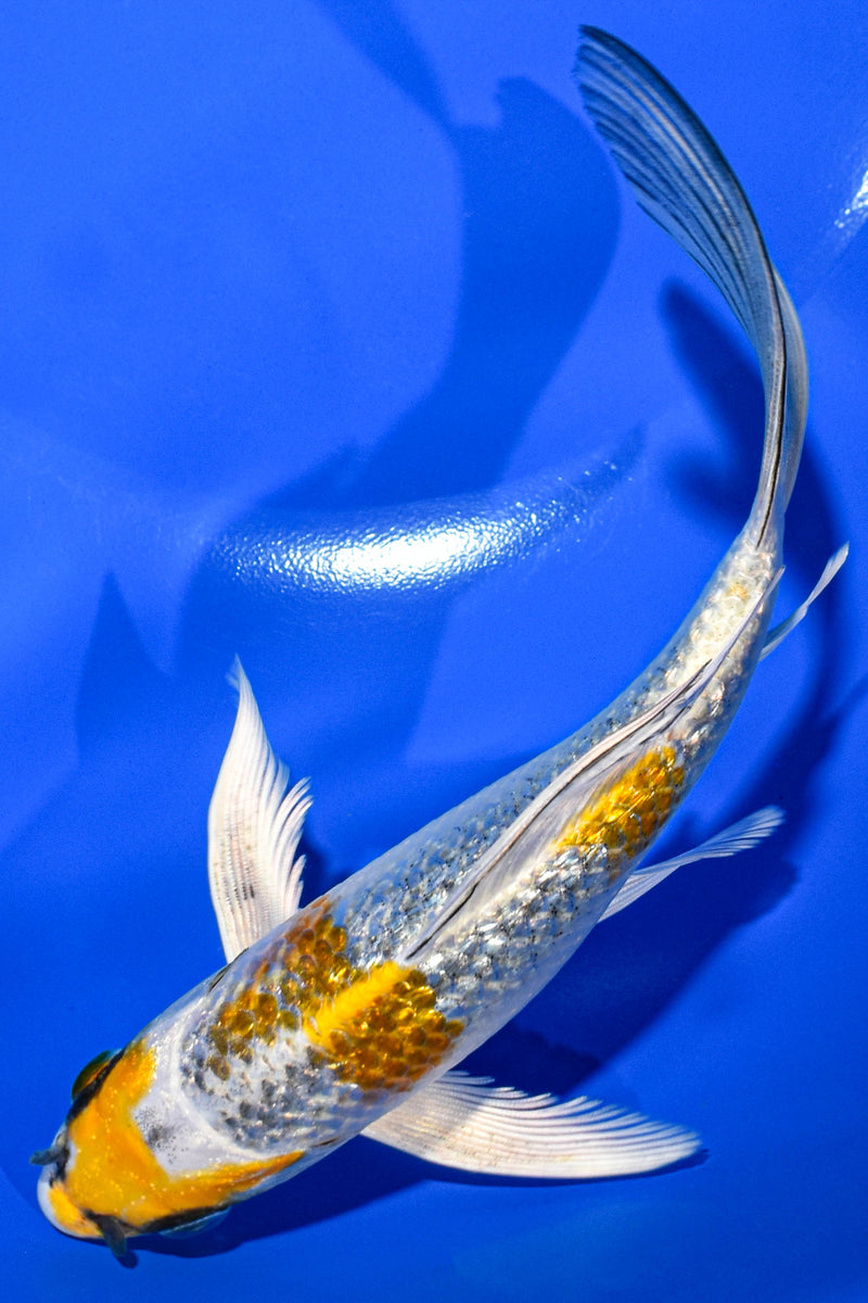 6.5" GINRIN KUJAKU BUTTERFLY
