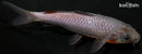 6" OCHIBA SHIGURE