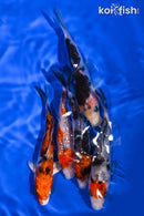 PACK OF (5) 4-5" STANDARD KOI
