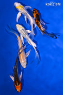 PACK OF (5) 4-4.5" BUTTERFLY KOI