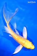 5.5" GINRIN YAMABUKI OGON BUTTERFLY