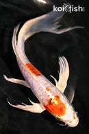 8" HEISEI NISHIKI BUTTERFLY