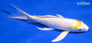 7.5" LEMON HARIWAKE BUTTERFLY