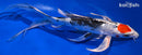 8.75" TANCHO YAMATO NISHIKI BUTTERFLY