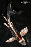 9.25" BENI GINGA BUTTERFLY