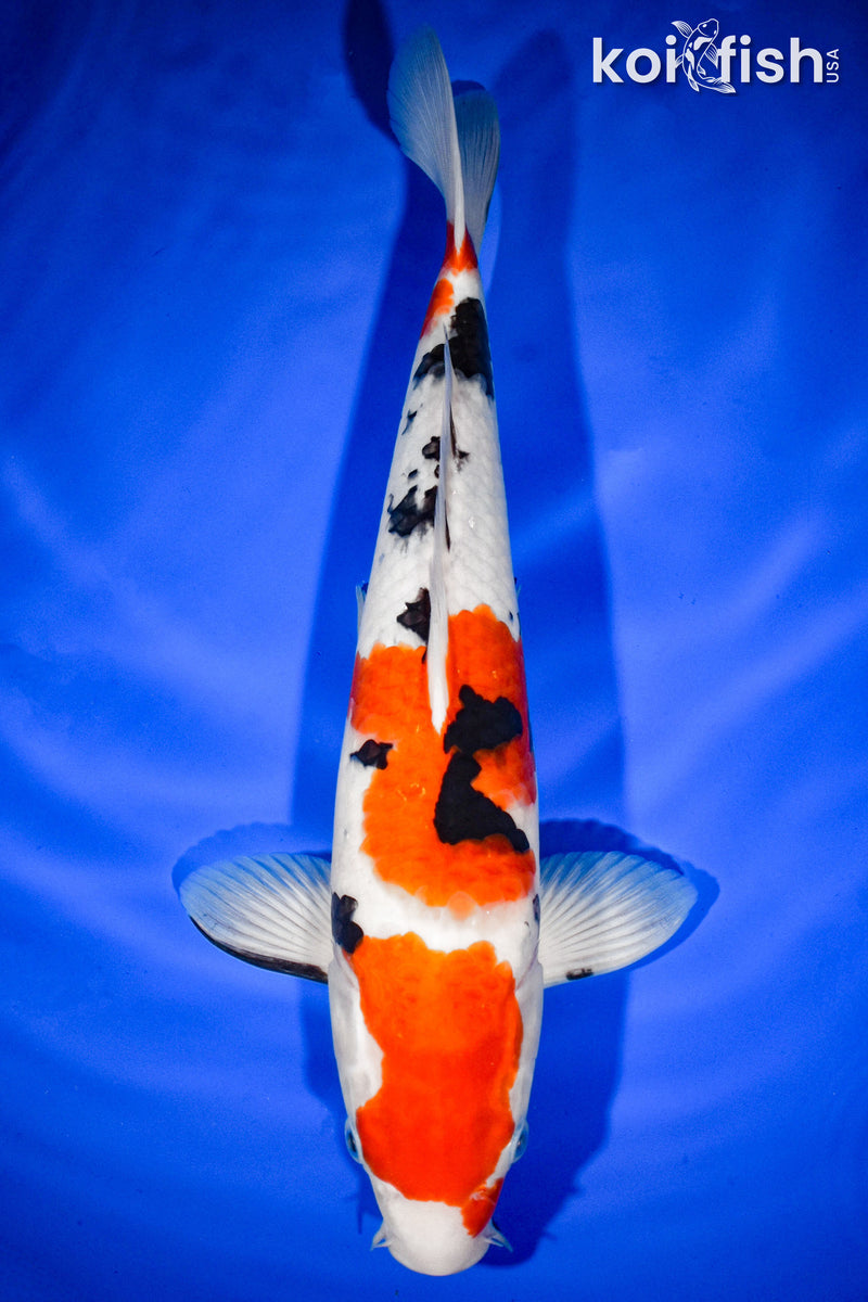 13.5" SANKE