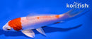 5.25" HARIWAKE